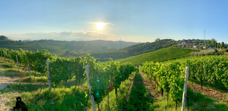 Die Begeisterung und Vision von Il Conte di Villa Prandone: Eine Reise durch die Weinleidenschaft und die einzigartigen Geschmacksrichtungen ihrer Weine
