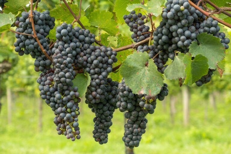 Der Önologische Schatz Kampaniens: Eine Tradition Autochthoner Weine und DOP